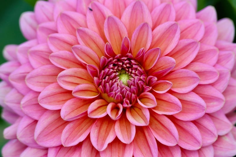 Blossoming