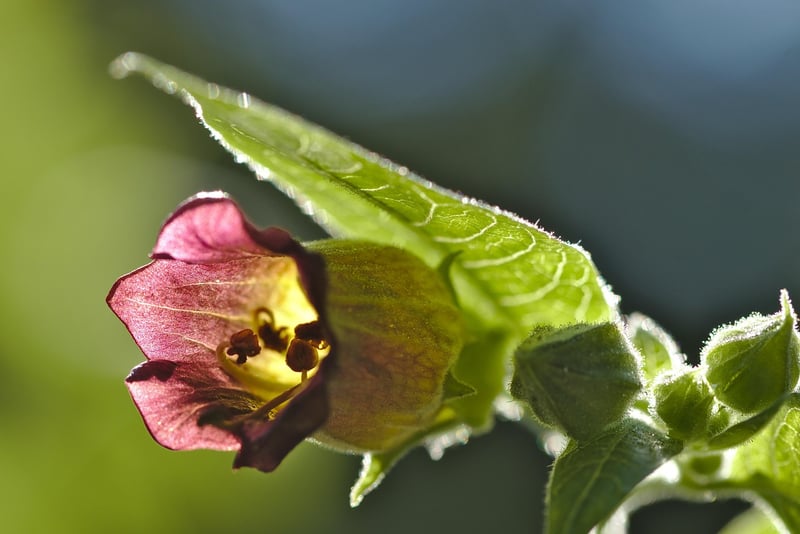 Belladonna