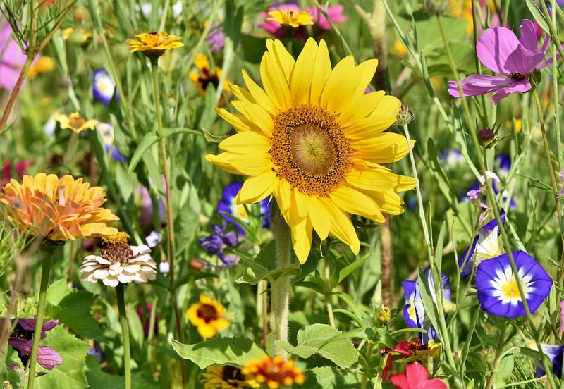 Plants in a garden