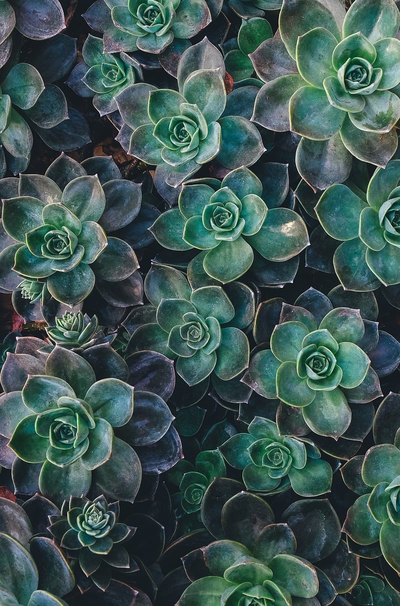Jade Plant