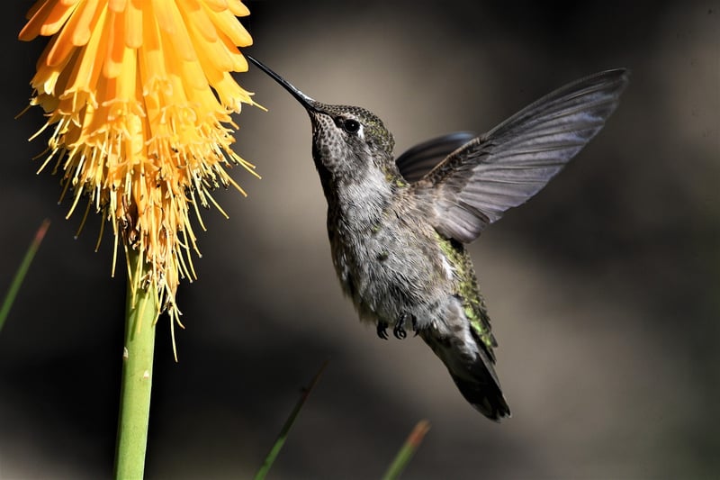 Nectar of Life