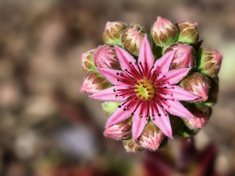 Sempervivum