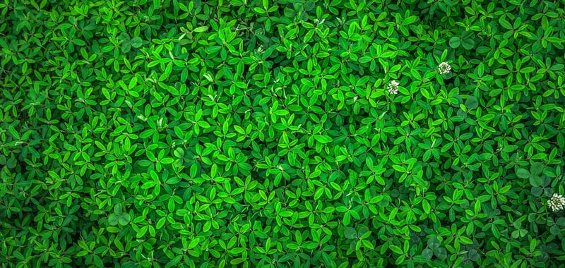 Spring Greens