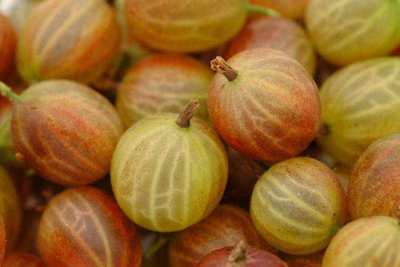 Summer Fruits